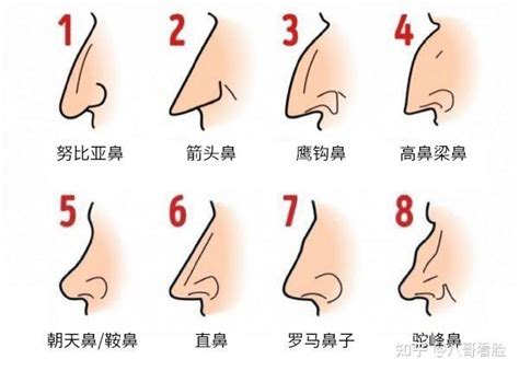 鼻子面向|14种鼻型图解 最全鼻子看相解读命运